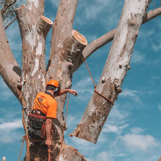 Inner West Tree Pruning