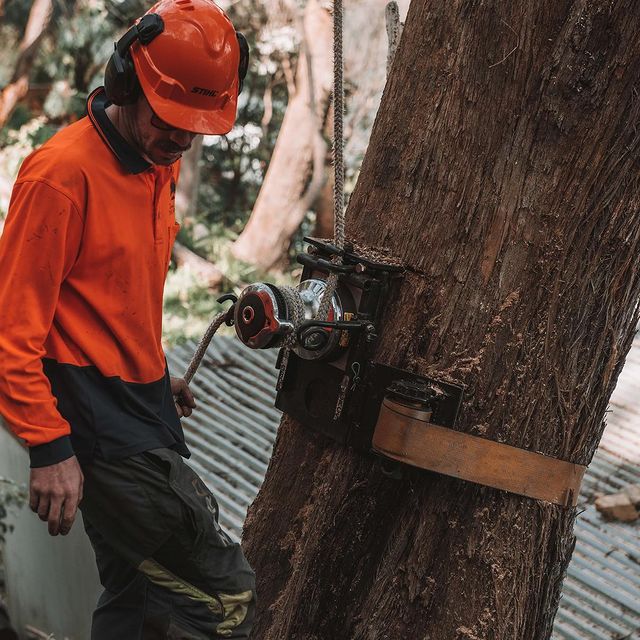 Tree Removal Inner West Sydney