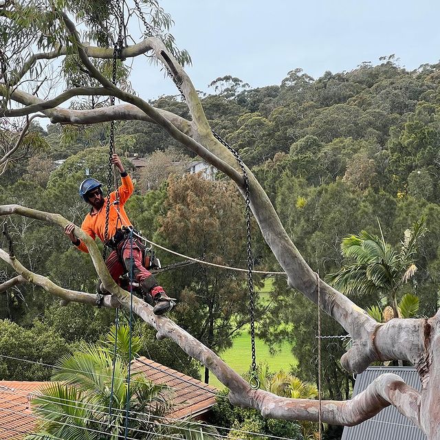 Tree Pruning Inner West