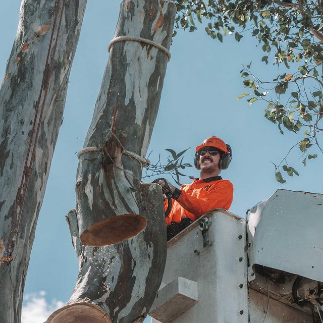 Tree Lopping Inner West