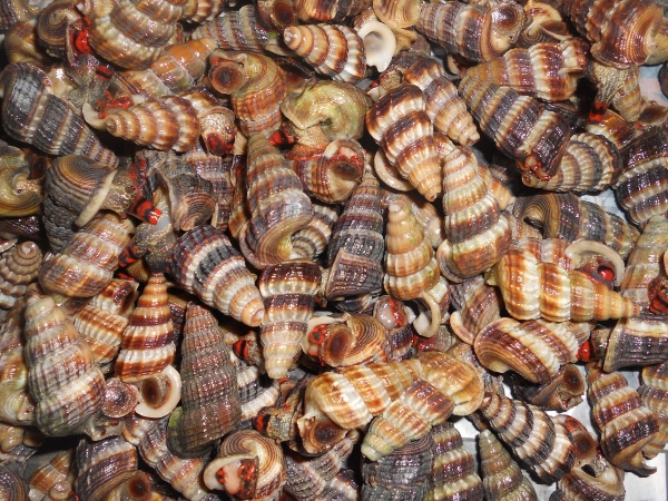 Tips Dan Cara Yang Selamat Untuk Masak Hidupan 