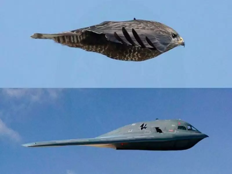 desain inovasi pesawat terinspirasi dari burung