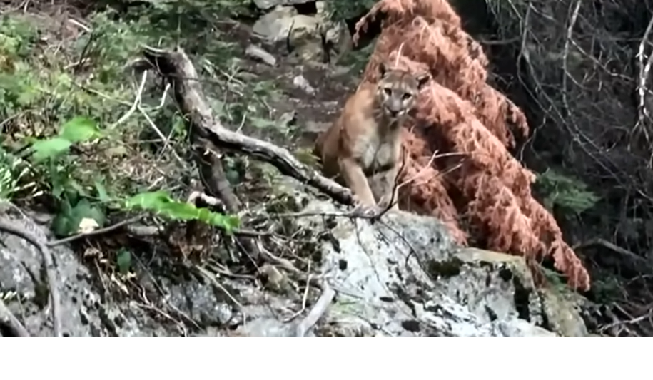 Woman killed in suspected mountain lion attack while hiking in northern Colorado