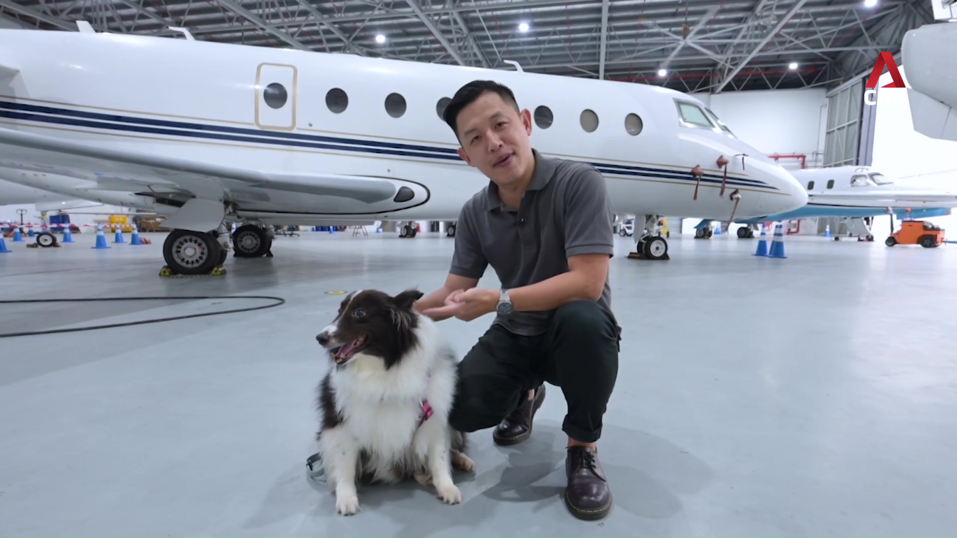 SingaPaw Air: Singapore’s first airline offering luxury flights for pets