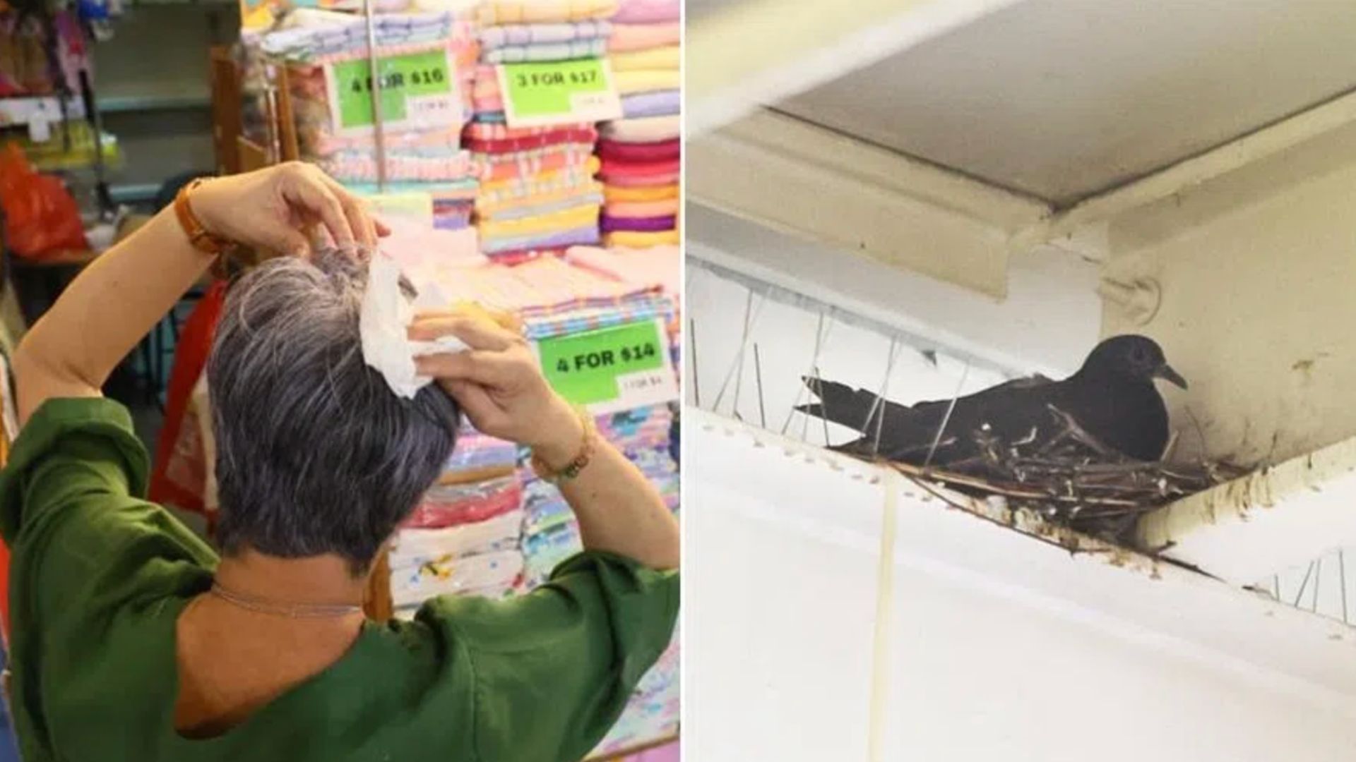 Pigeon nests in Chinatown building drive 20% drop in shop sales