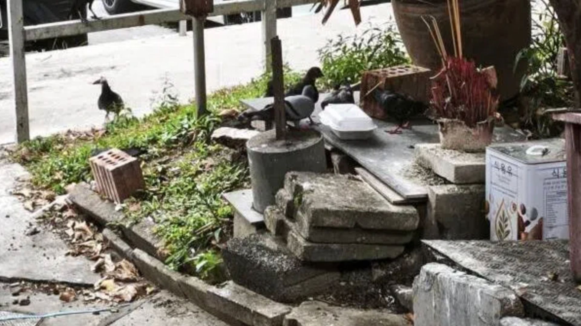 Residents, businesses in Bishan stressed as birds target leftovers and more