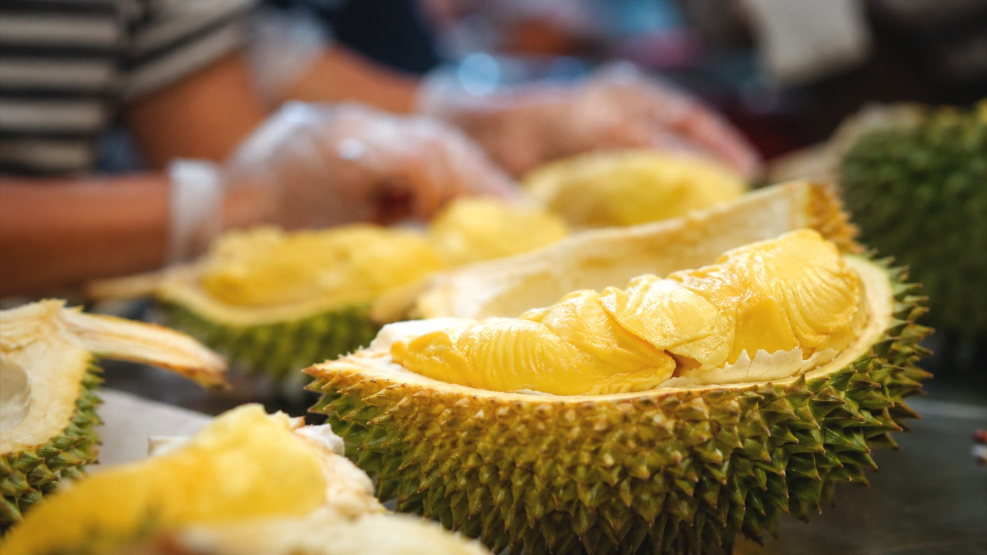 Freshly opened premium durians are arranged for a buffet experience, with creamy golden flesh in focus, indoor background