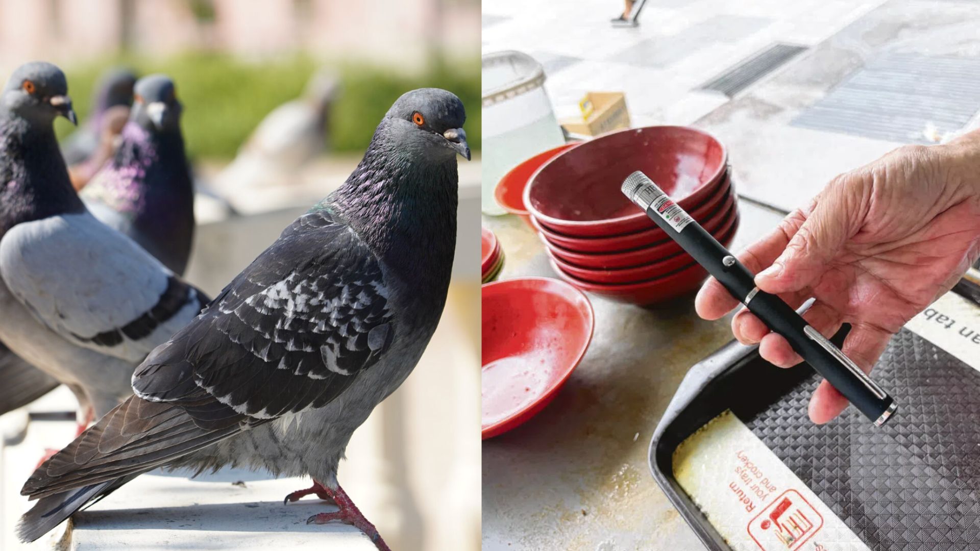 New way to scare away wild birds: Food vendors now