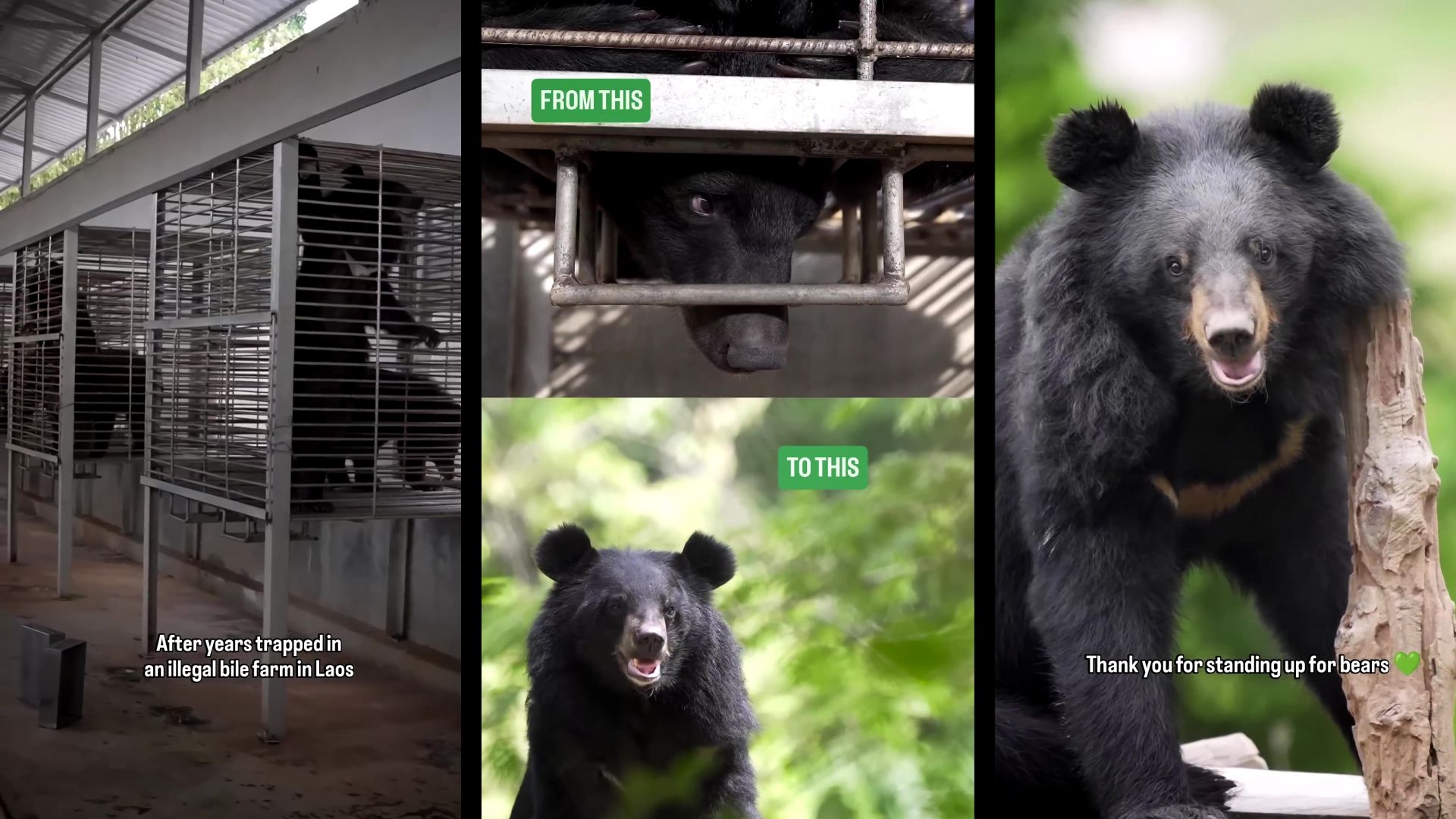 Free the Bears: Singaporean-led bile farm rescue mission in Laos frees bears into open air for the first time after years of confinement in cramped cages
