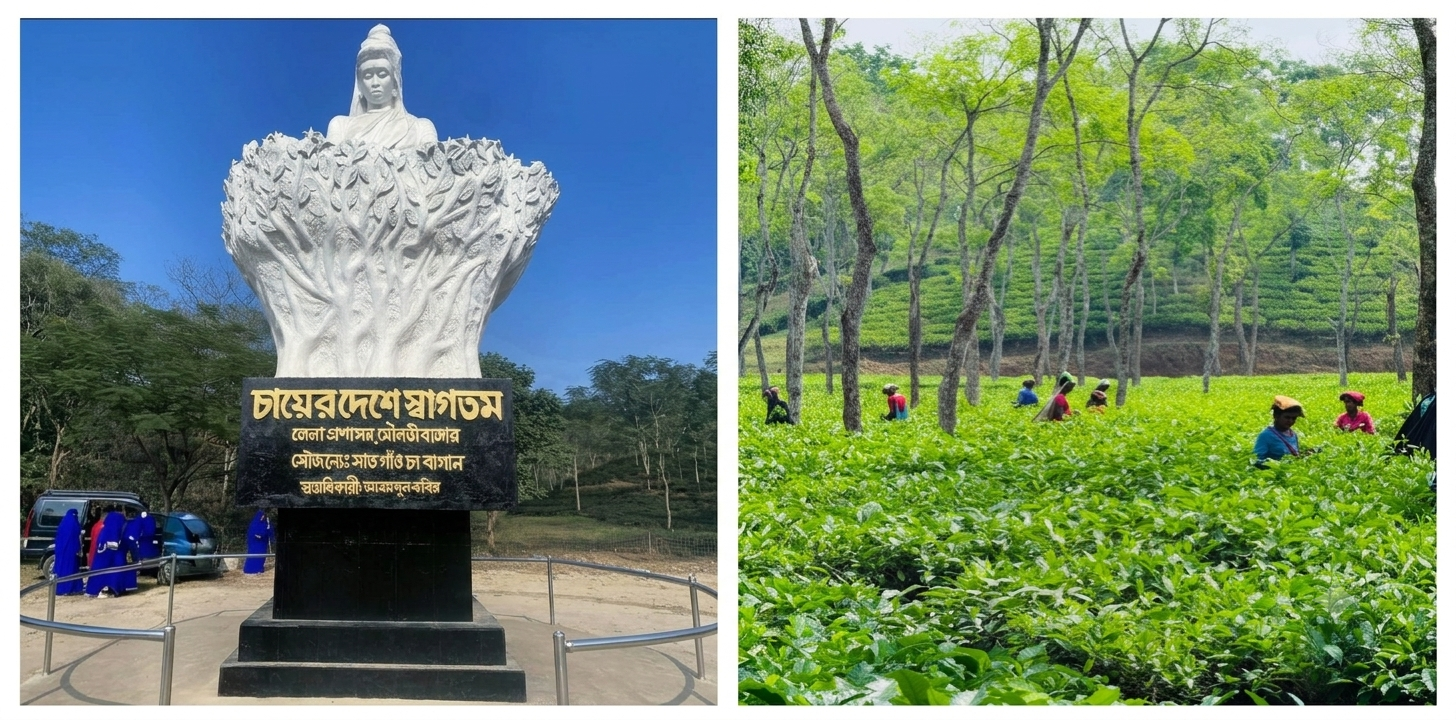   Sreemangal’s Green Legacy: How Bangladesh’s Tea Capital Is Brewing a New Story of Excellence 