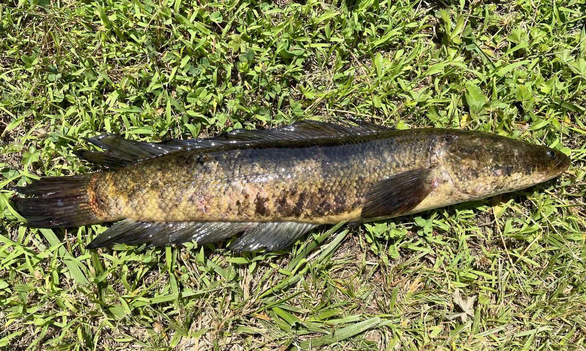 Officials issue alert after invasive Asian ‘walking fish’ species showed up in Rhode Island, USA