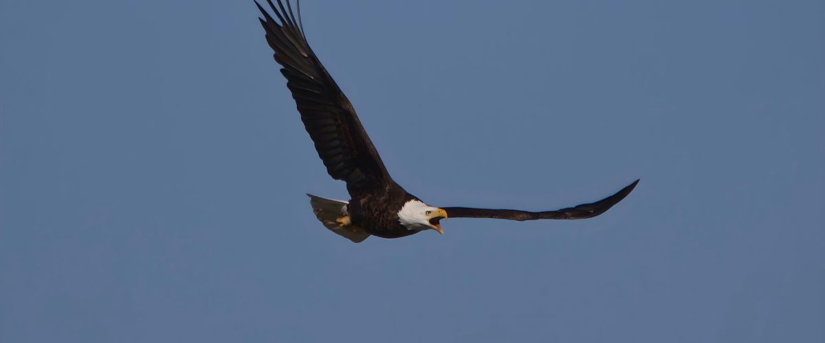 Trump rewrites the Endangered Species Act—Developers can now destroy habitats without it counting as 'harm'