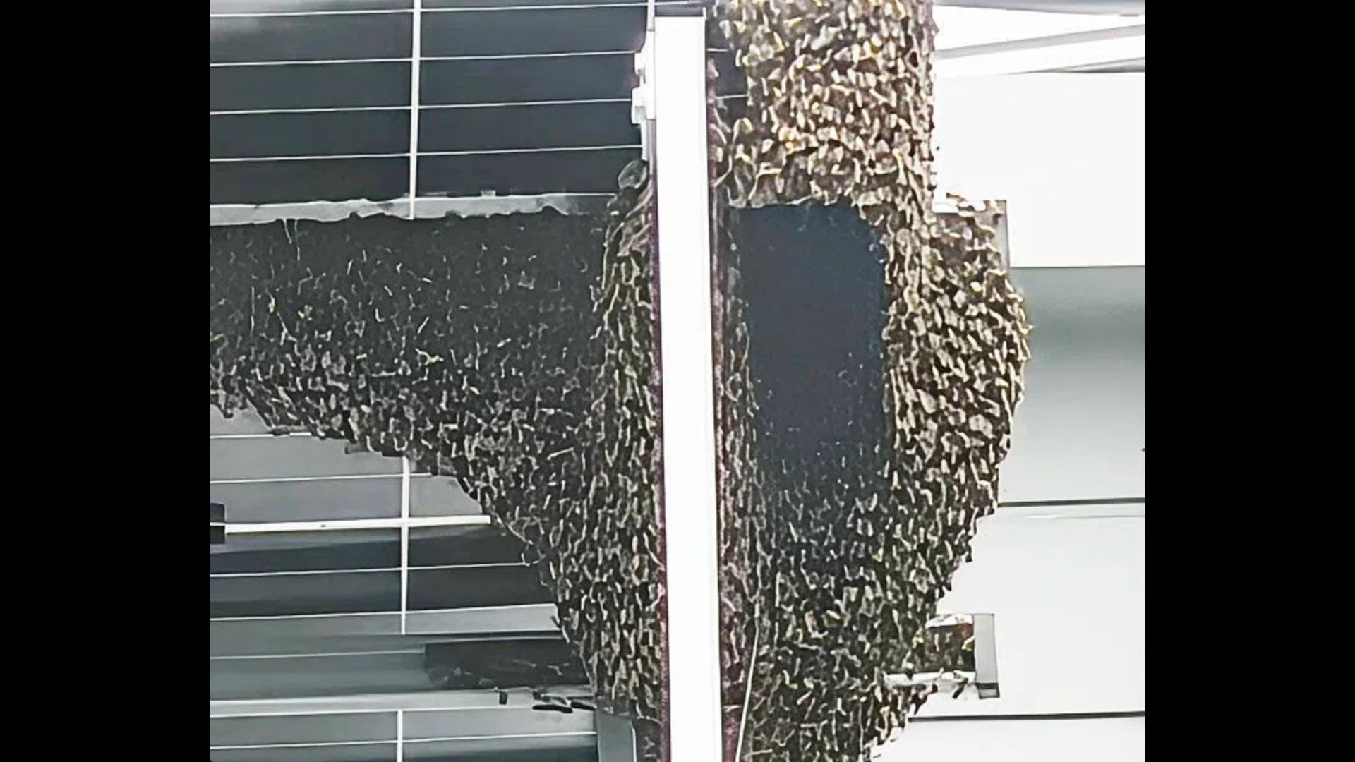 1-meter-tall beehive was found on the roof of a house in Yishun, residents in full armor to kill the bees 1-meter-tall beehive was found on the roof of a house in Yishun, residents in full armor to kill the bees