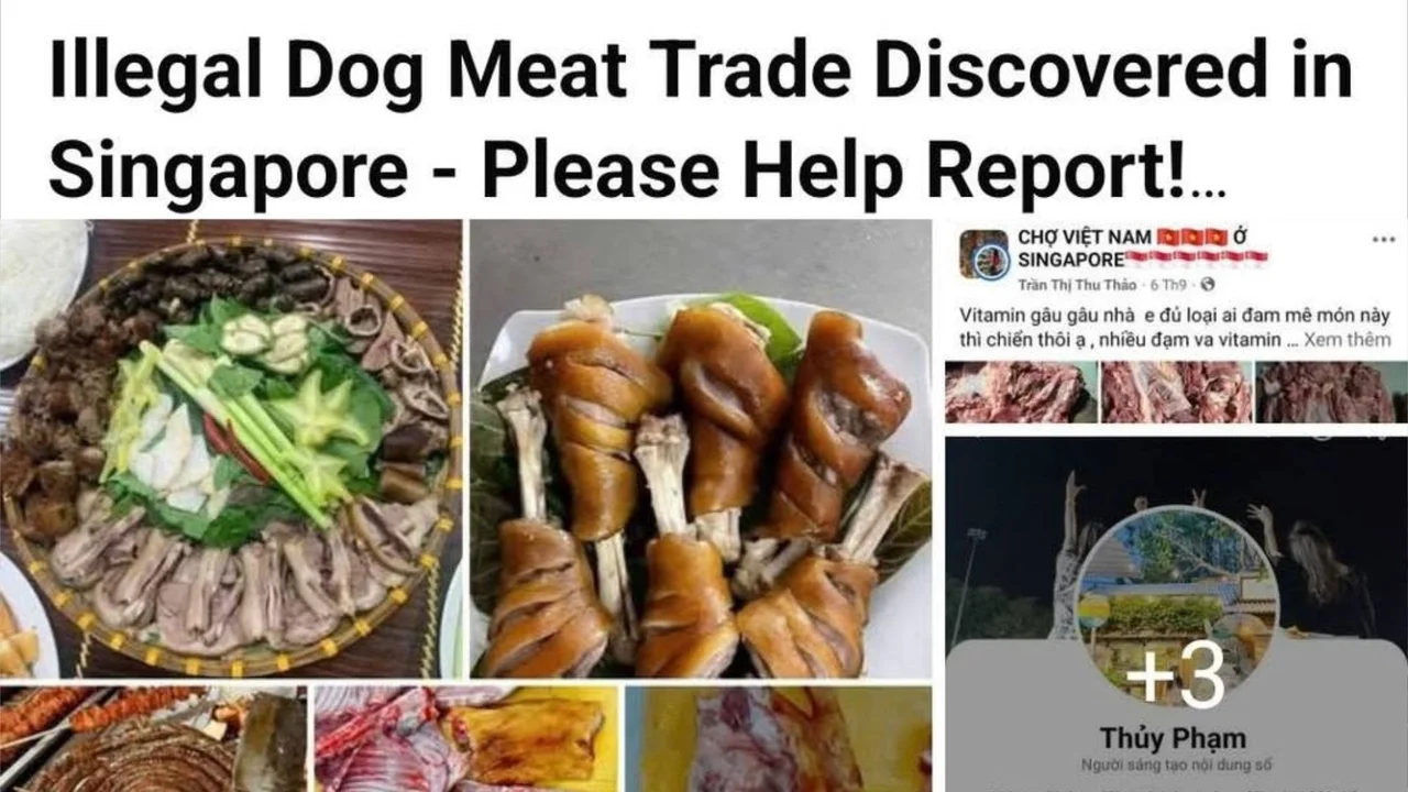 ‘SFA has not approved any source of dog meat’ — Singapore Food Agency is investigating alleged illegal sale of dog meat in SG