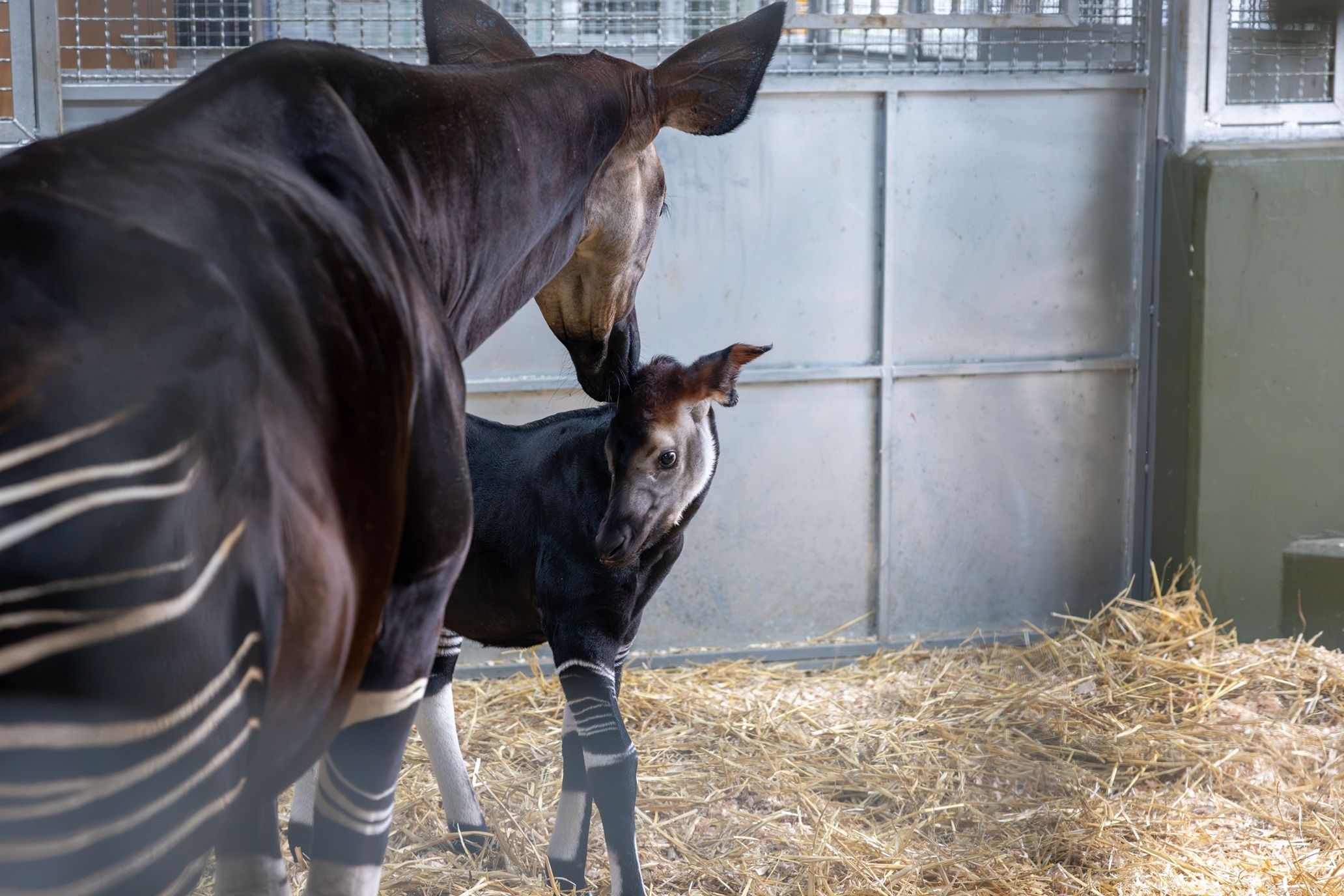 First-time mother, Kisala, tenderly caring for her young calf