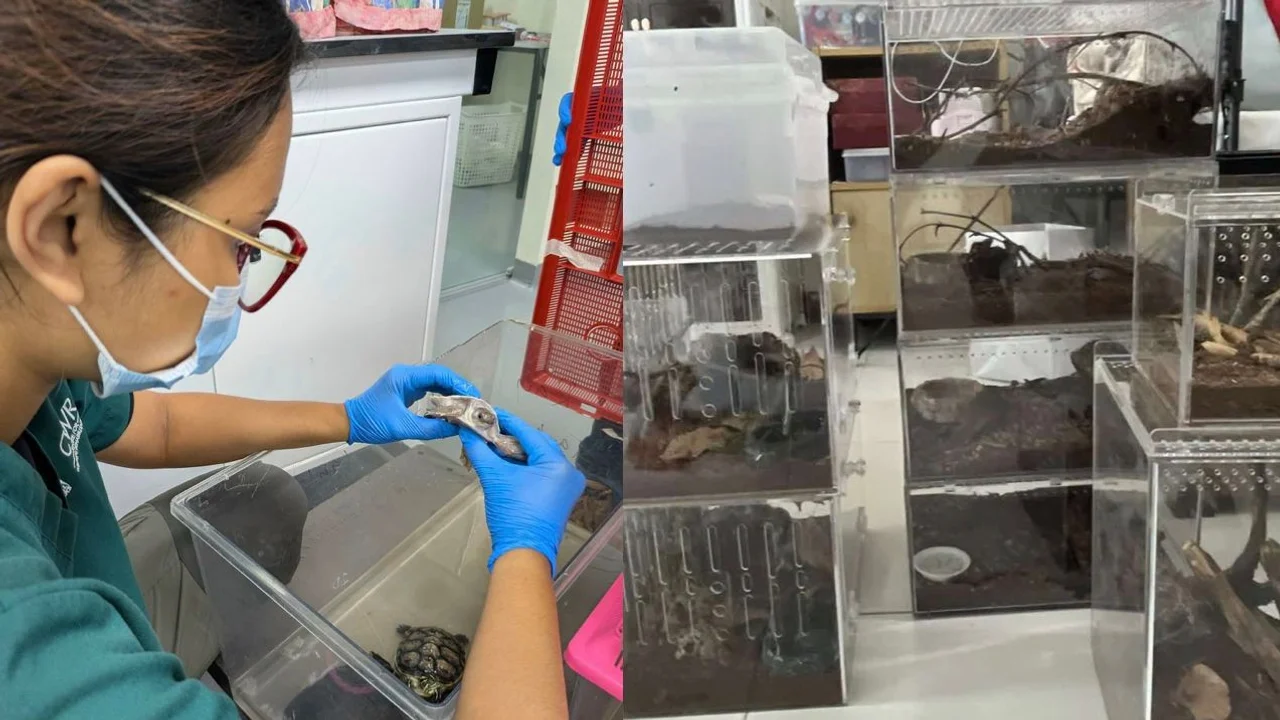 NParks raids across Singapore lead to seizure of 101 illegally kept wildlife