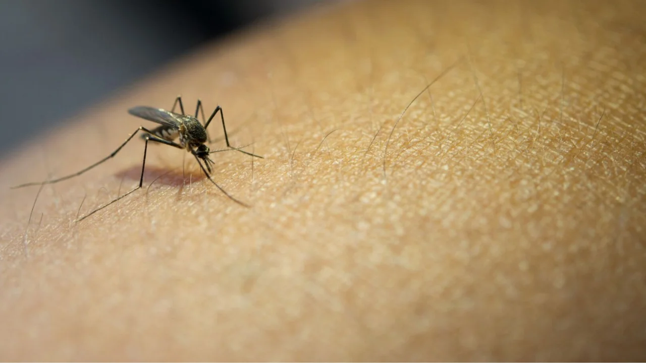 Dengue cases creep up in Singapore after three-week decline, with 74 reported last week