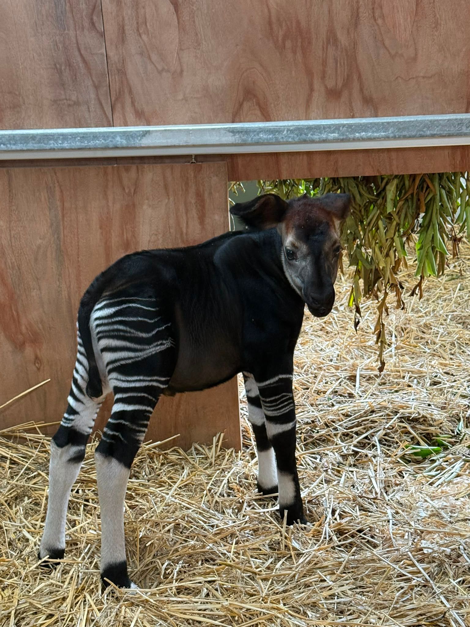 The okapi calf spends most of its time in the calving box
