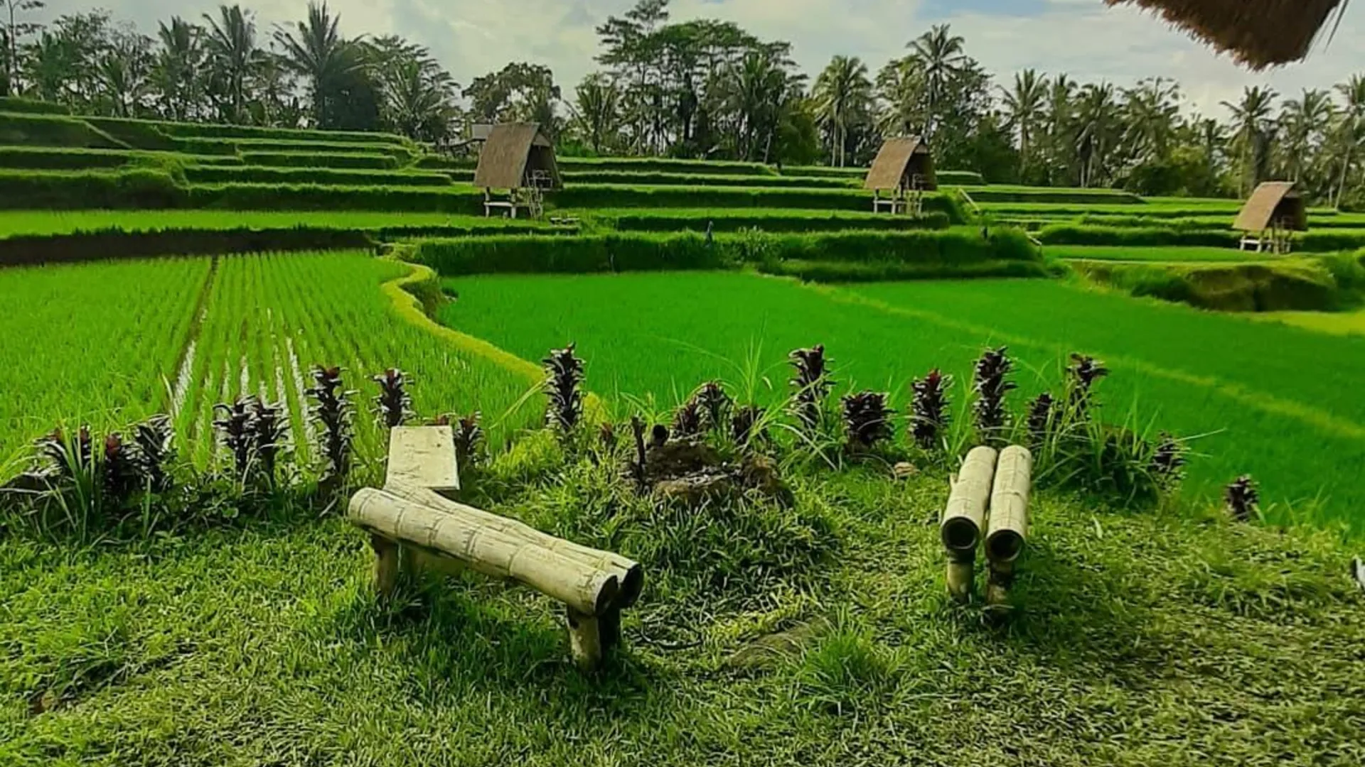 발리 우붓의 프라이빗 하우스 (10m², 침실 1개, 프라이빗 욕실 1개) 3성급 싱글룸 부대시설