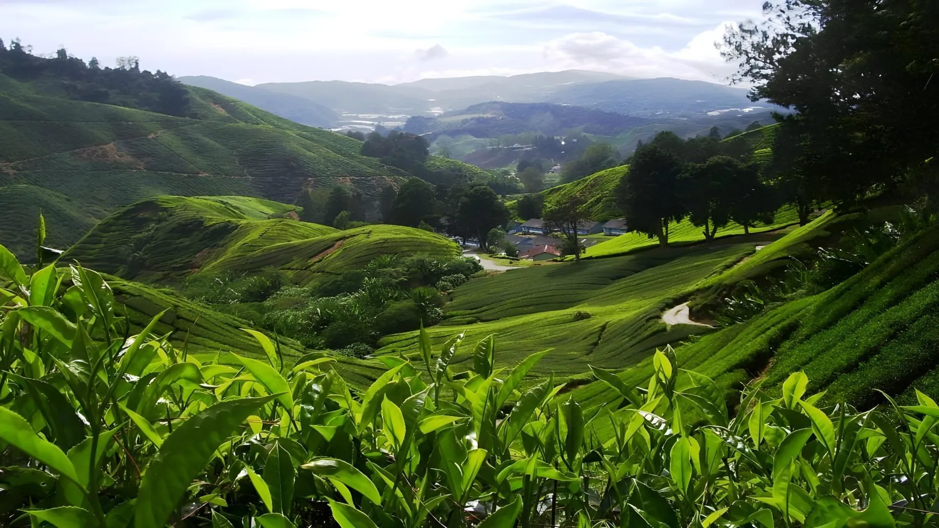 카메론 하일랜즈 하모니 인 호텔 2성급 호텔 로비