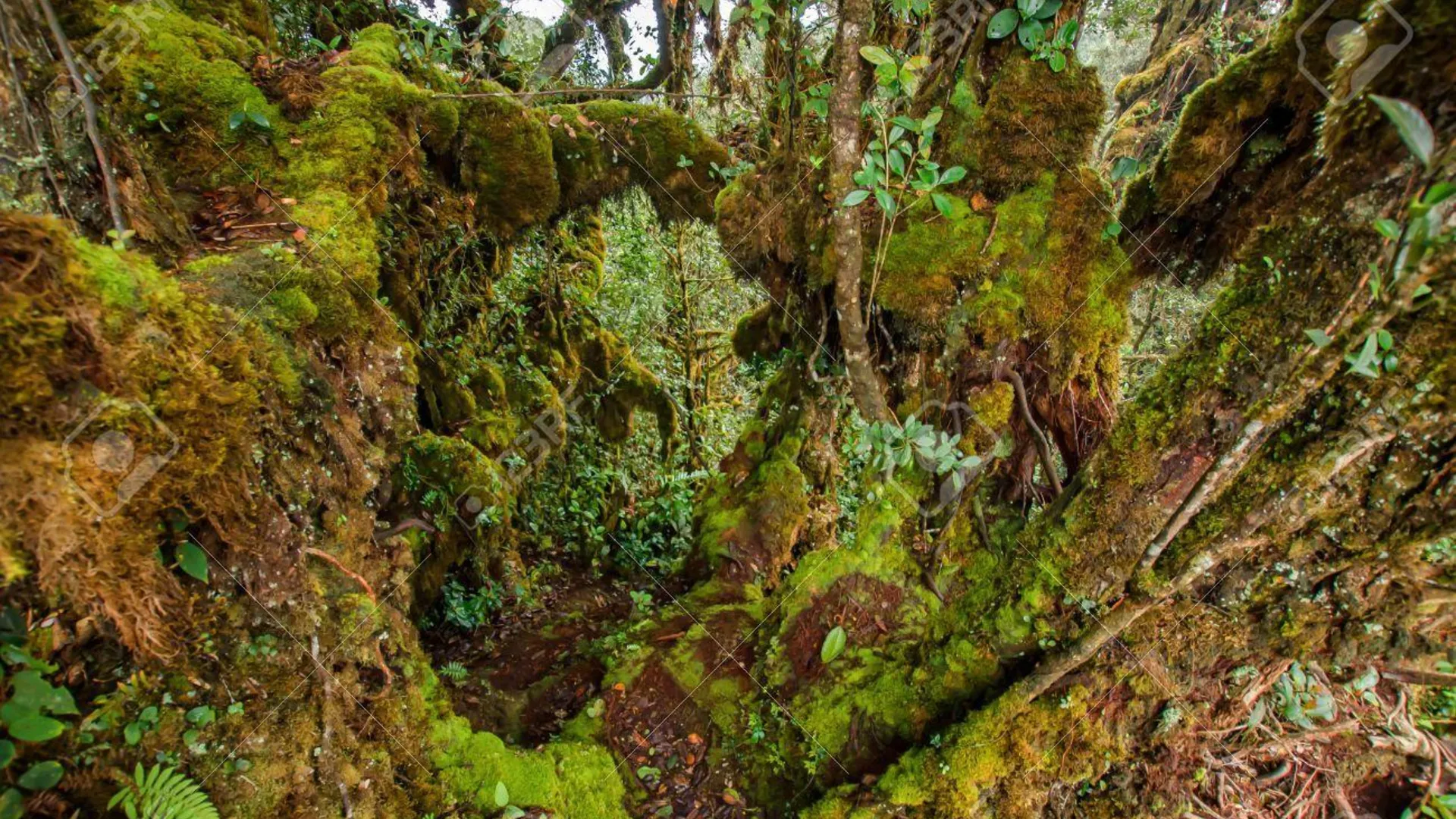 카메론 하일랜즈 하모니 인 호텔 2성급 호텔 외관
