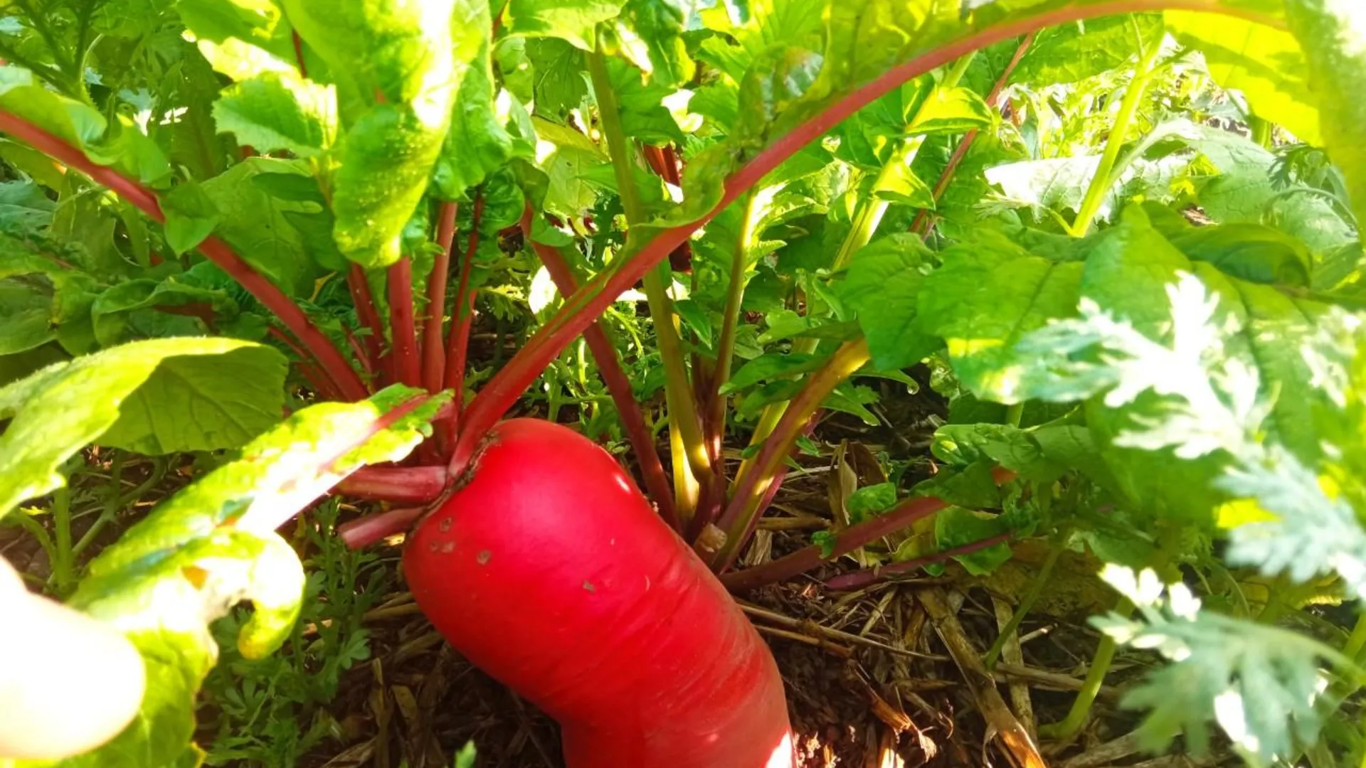 사파 사파 시내의 아파트먼트 (2000m², 침실 12개, 프라이빗 욕실 2개) 2성급 싱글룸 객실