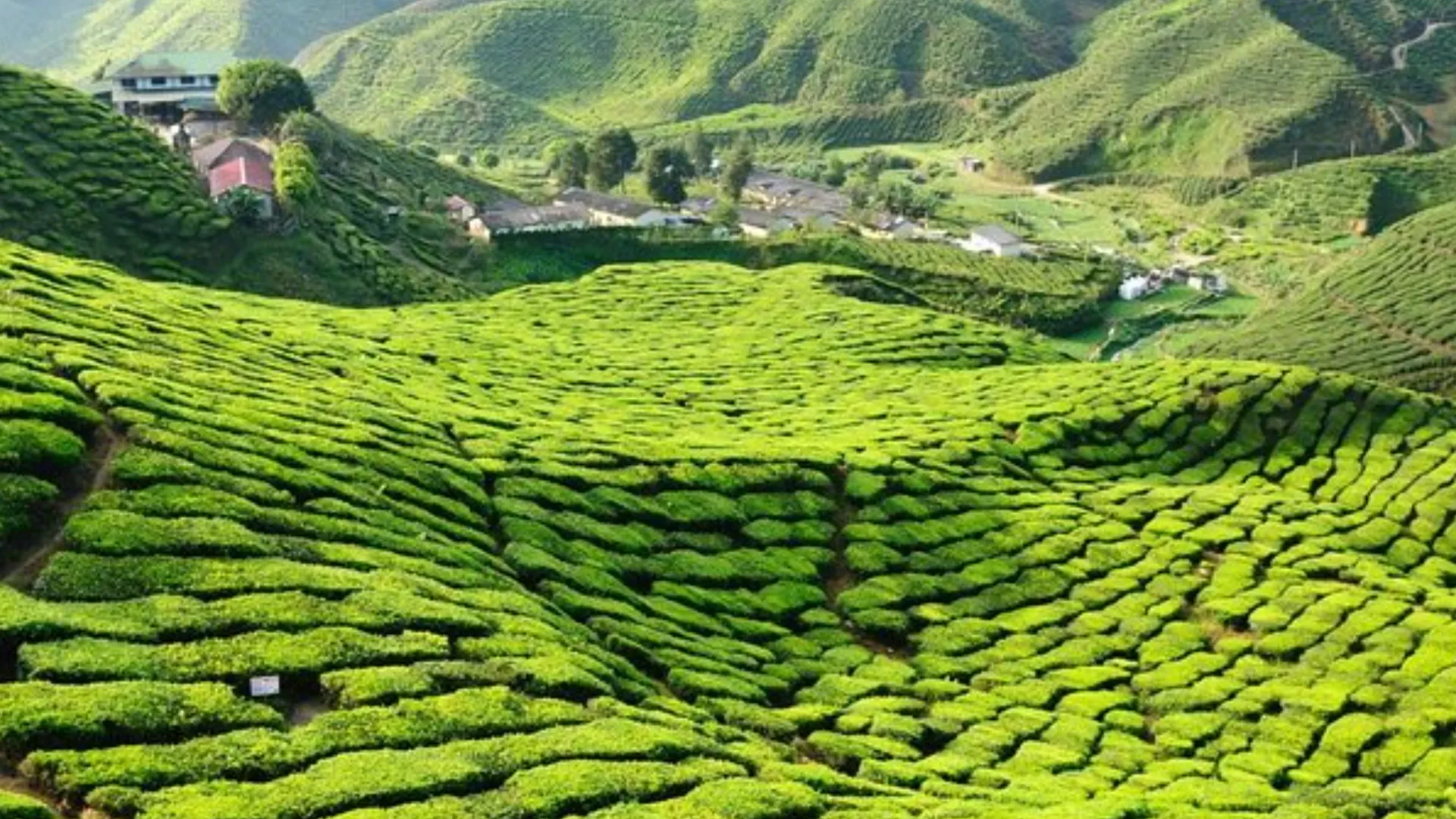 카메론 하일랜즈 브린창의 스튜디오 아파트먼트 (51m², 프라이빗 욕실 1개) 2성급 싱글룸 전망