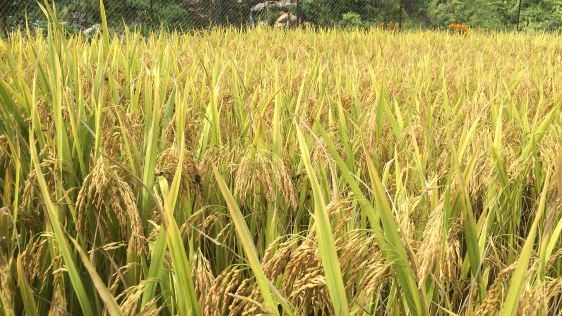 사파 사파 시내의 아파트먼트 (2000m², 침실 12개, 프라이빗 욕실 2개) 2성급 싱글룸 외관