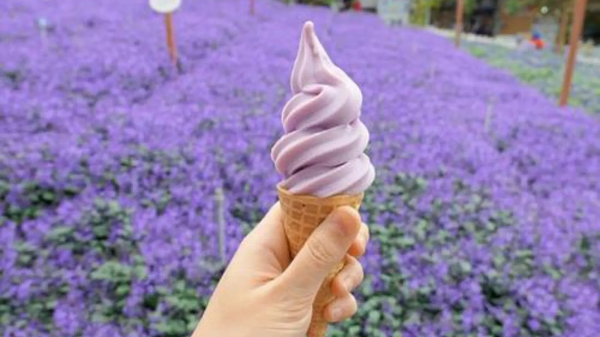 카메론 하일랜즈 멜루르 인 호텔 5성급 호텔 전망