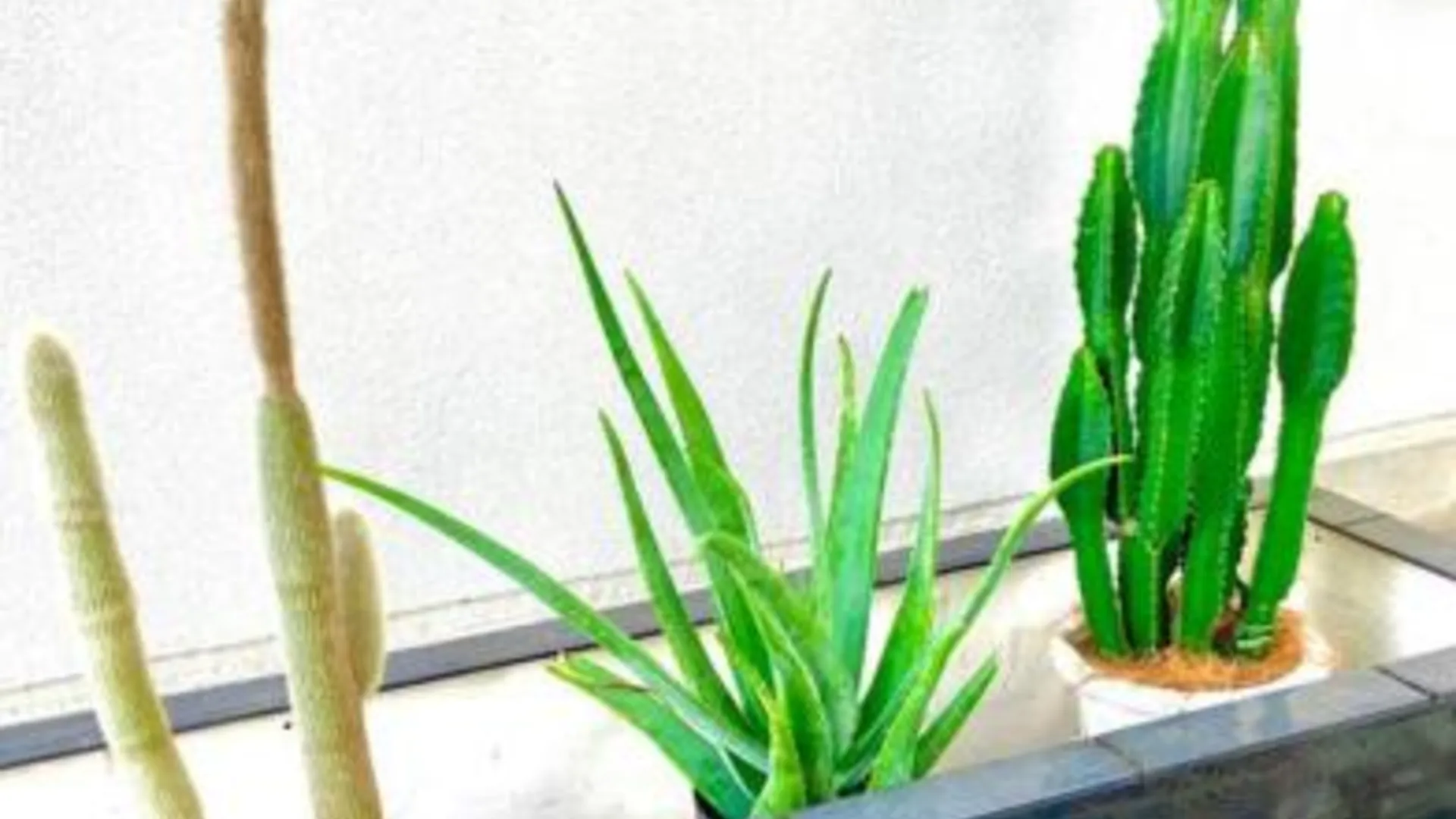 후쿠오카 sonic apartment annex 201 4名様まで同一価格 3성급 싱글룸 레스토랑