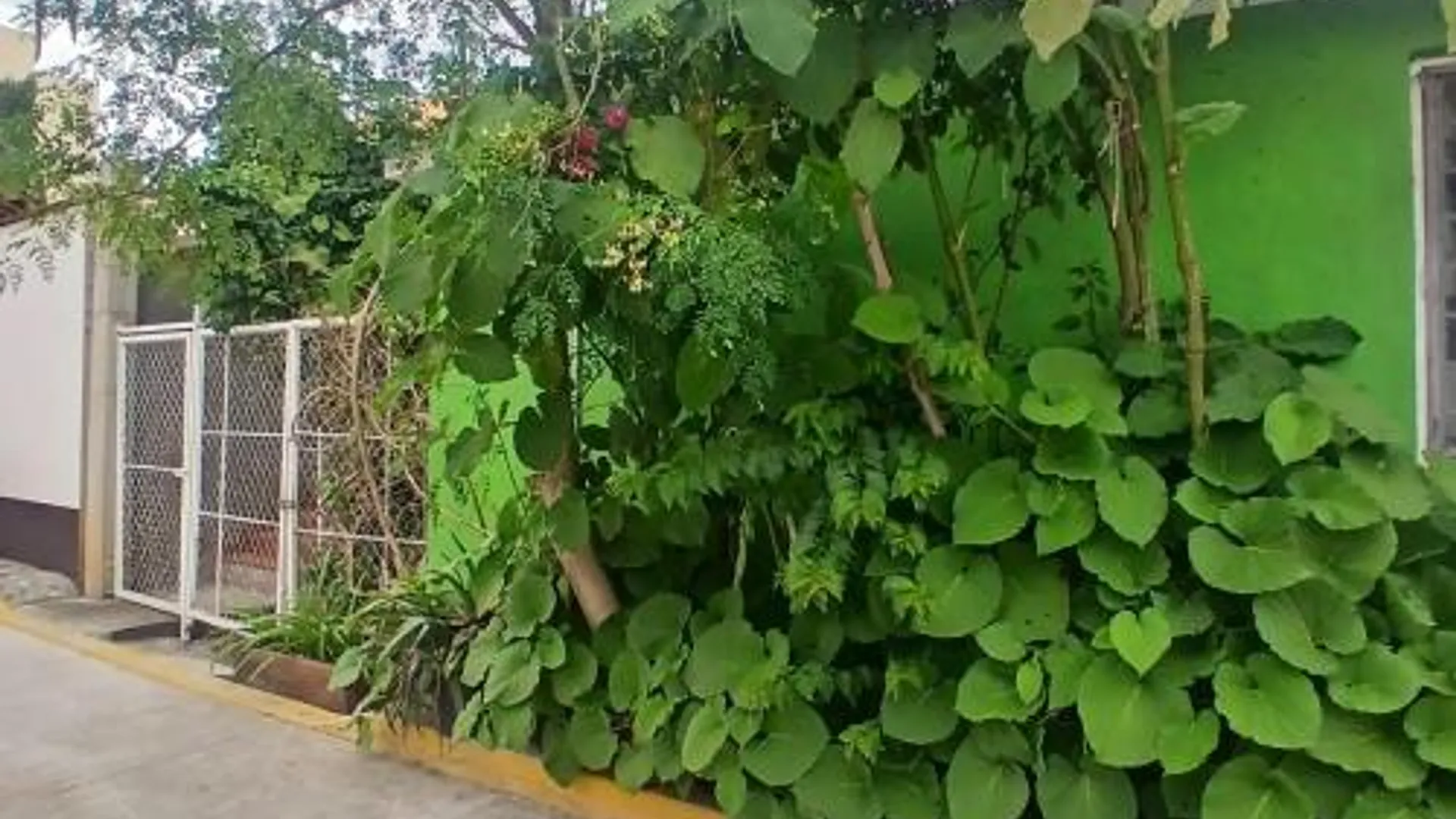 오악사카 The Magic 3성급 싱글룸 부대시설