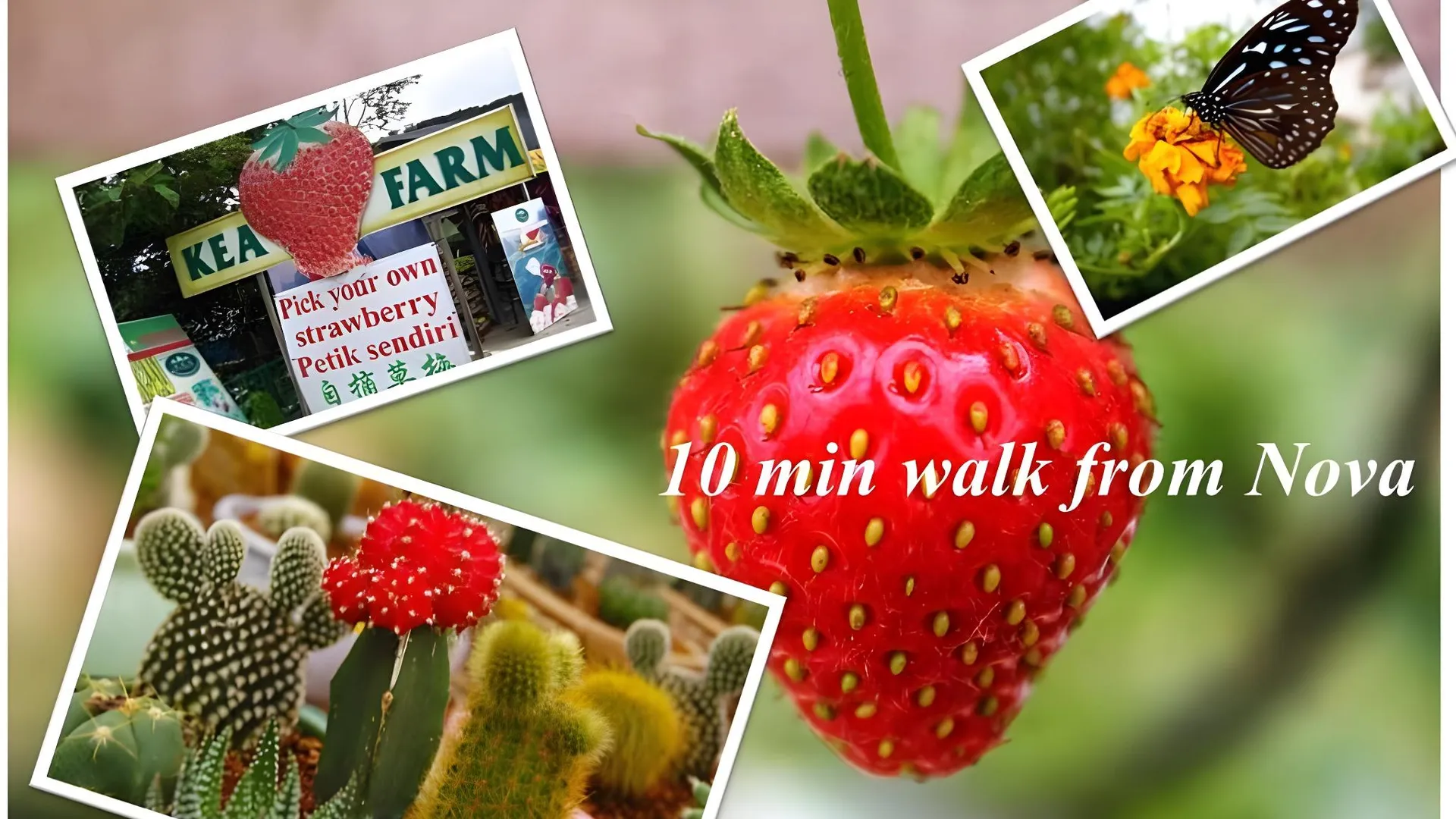 카메론 하일랜즈 Cameron Nova Highlands Resort VI 2성급 게스트하우스 스위트룸