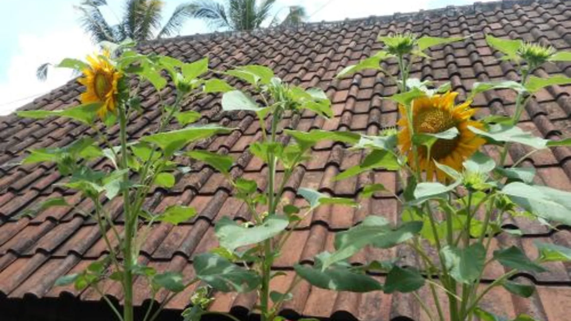 발리 Ming Homestay 2성급 싱글룸 레스토랑