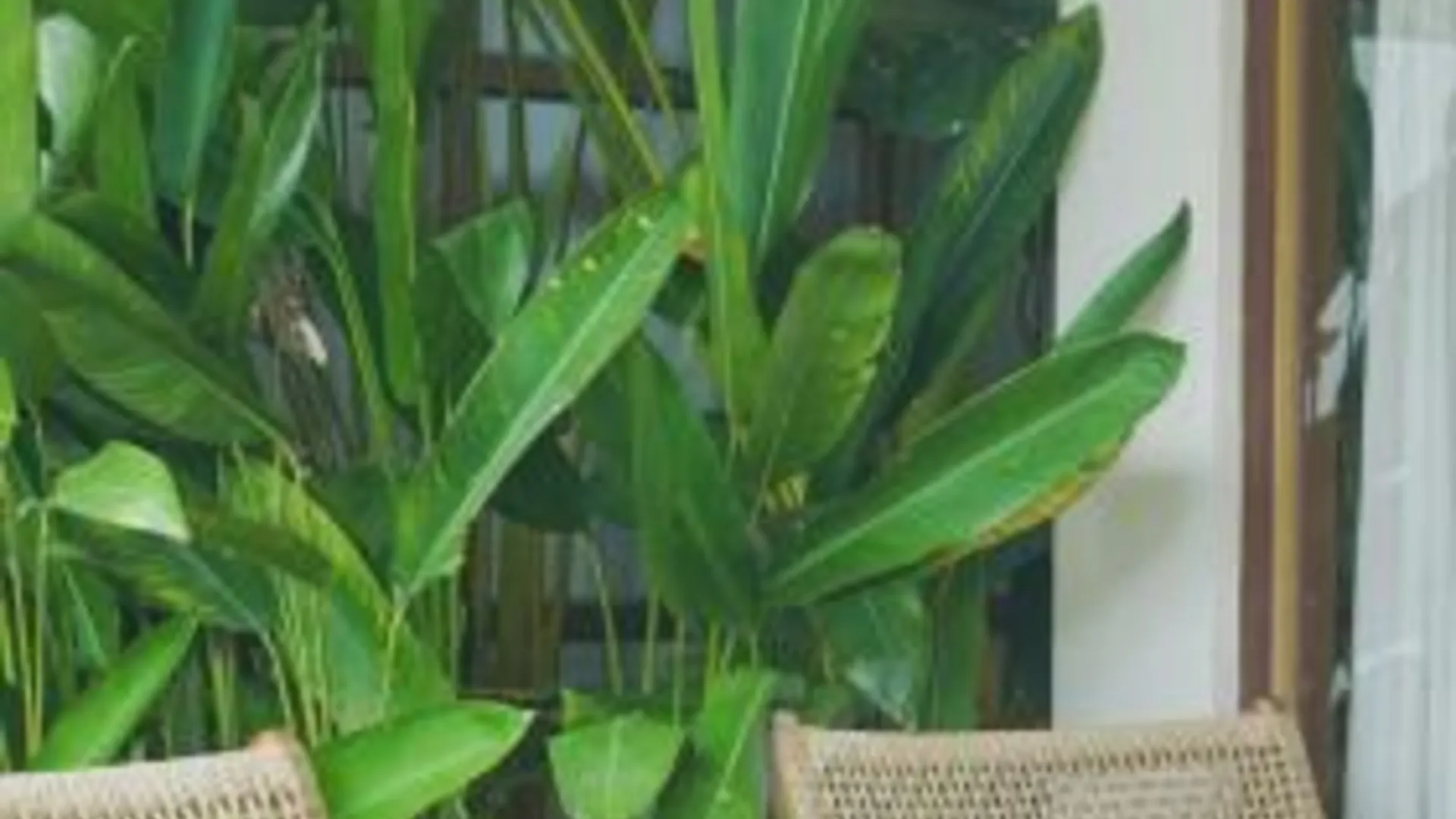 발리 Nakama 호텔 객실