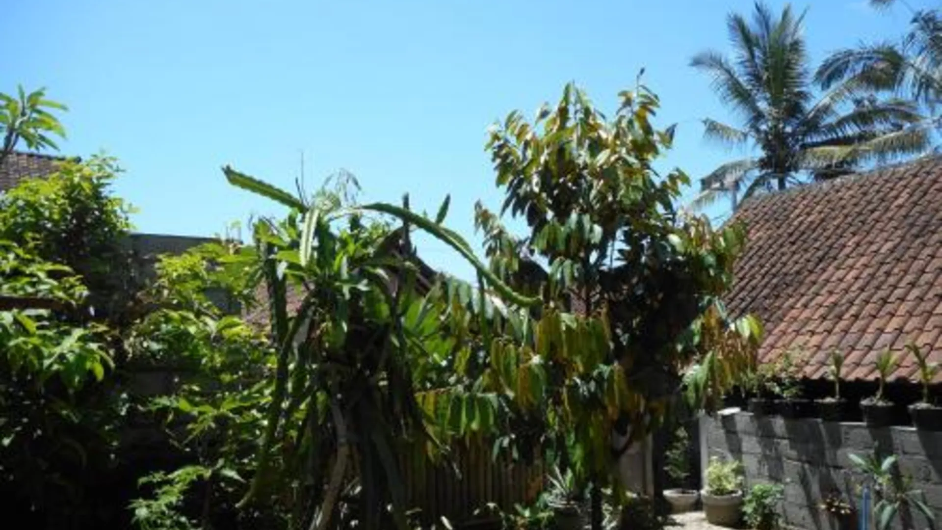 발리 Ming Homestay 2성급 싱글룸 수영장