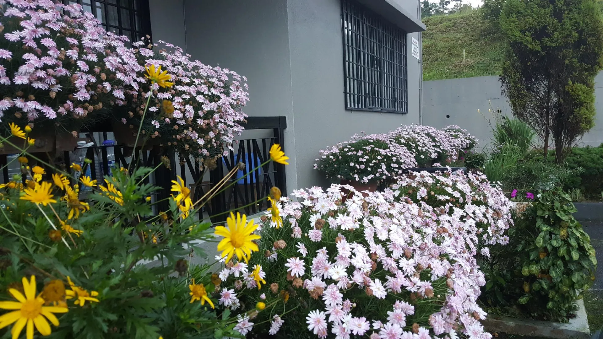 카메론 하일랜즈 KPW 앳 로얄 릴리 아파트먼트 3성급 게스트하우스 부대시설