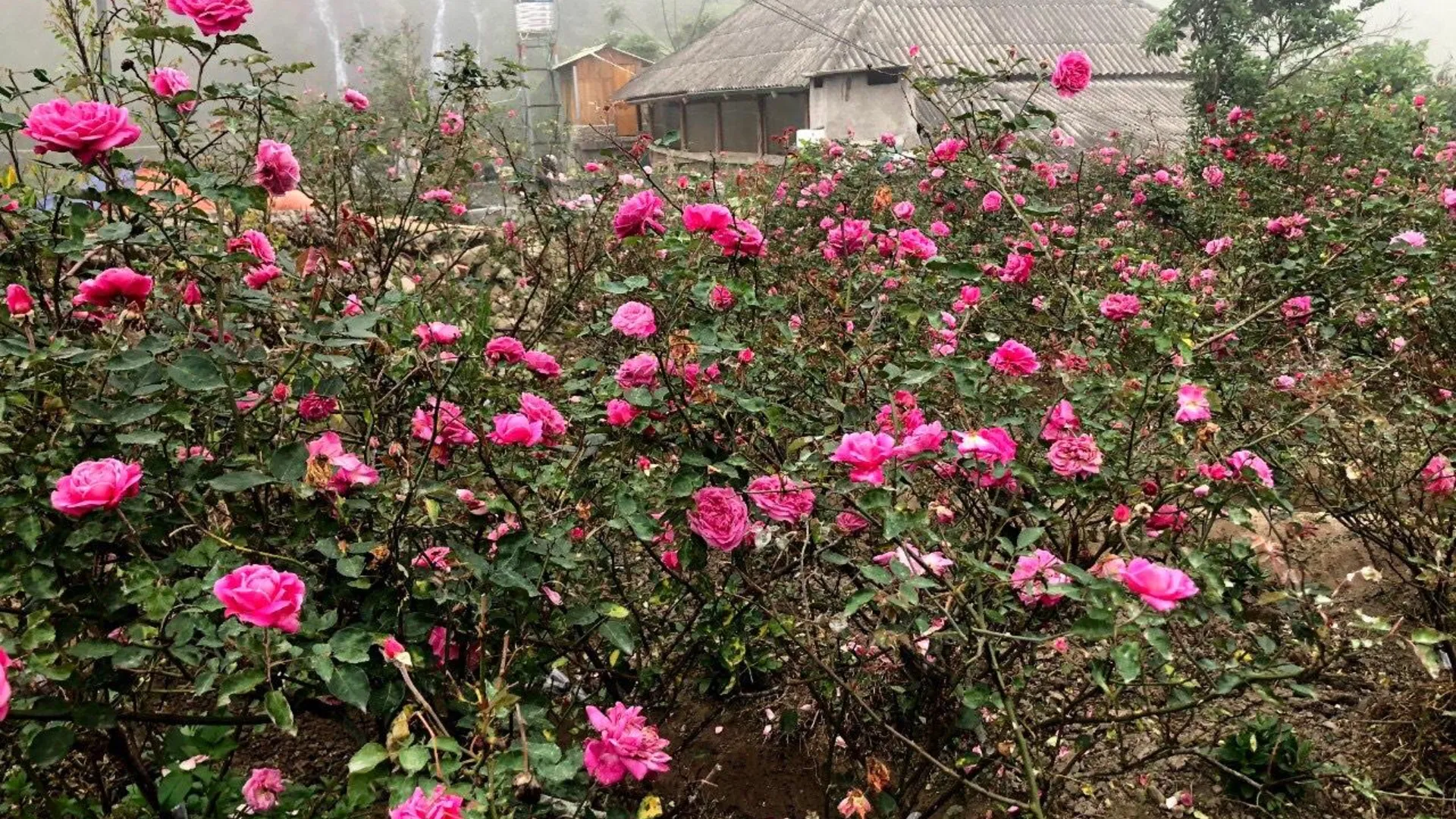 사파 사파 시내의 아파트먼트 (2000m², 침실 12개, 프라이빗 욕실 2개) 2성급 싱글룸 레스토랑