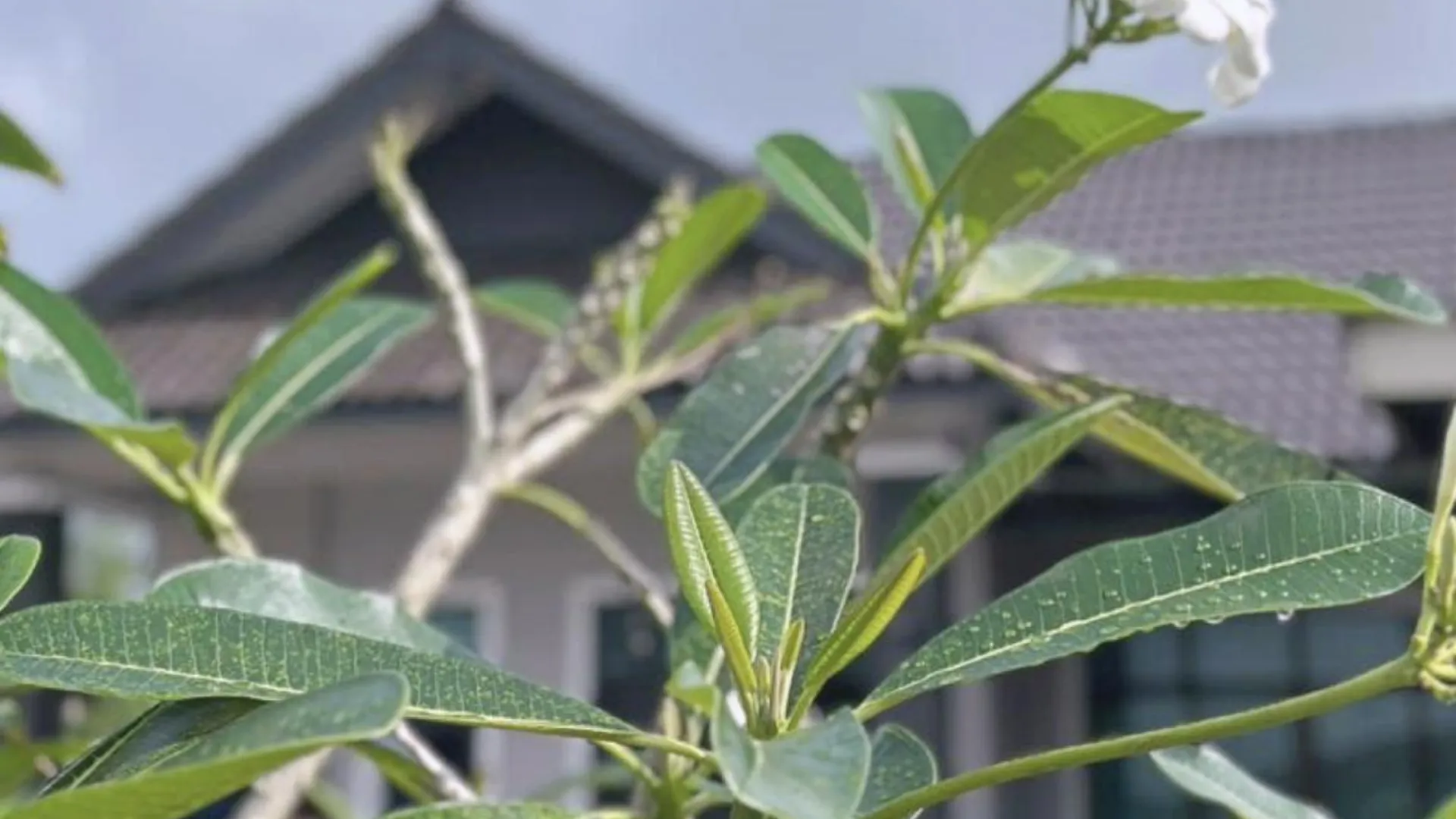 부킷 파용 부킷 파용의 방갈로 (150m², 침실 3개, 프라이빗 욕실 2개) 4성급 싱글룸 외관