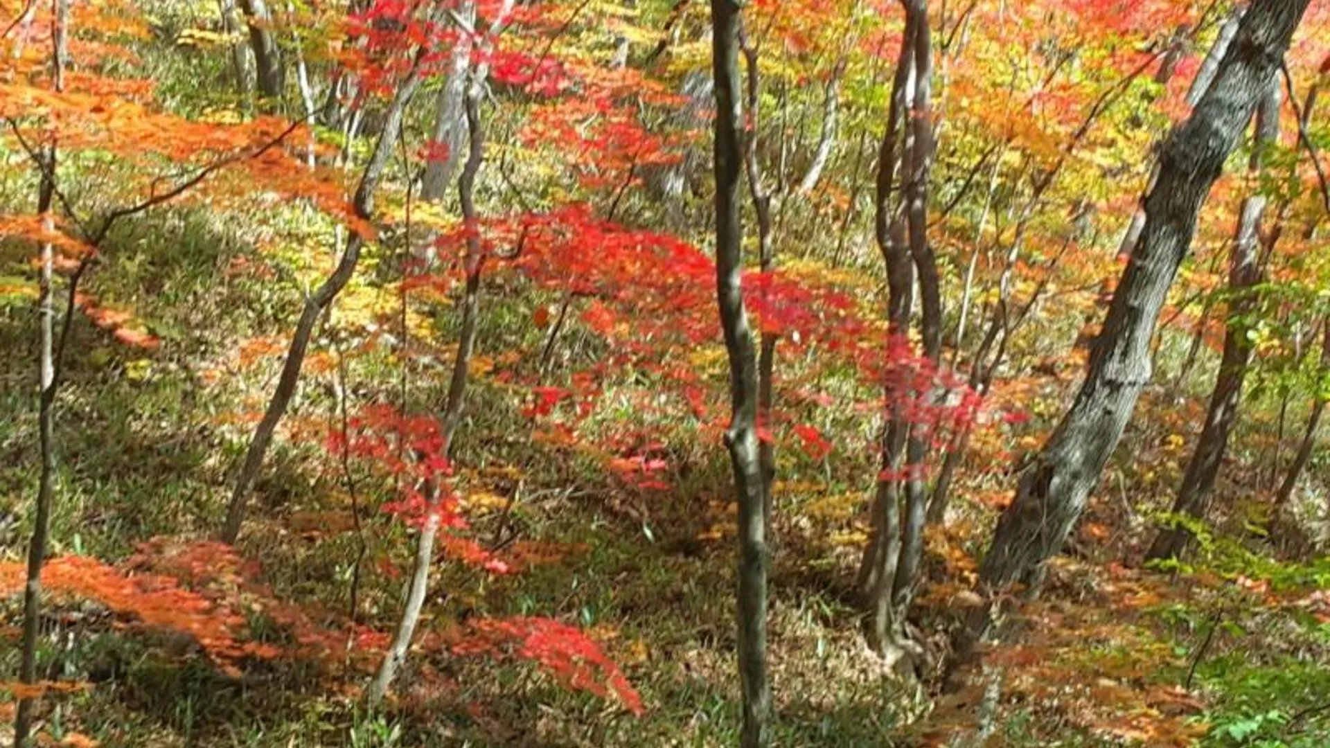 인제 인제 곰배령길섶그린나래펜션 2성급 게스트하우스 부대시설