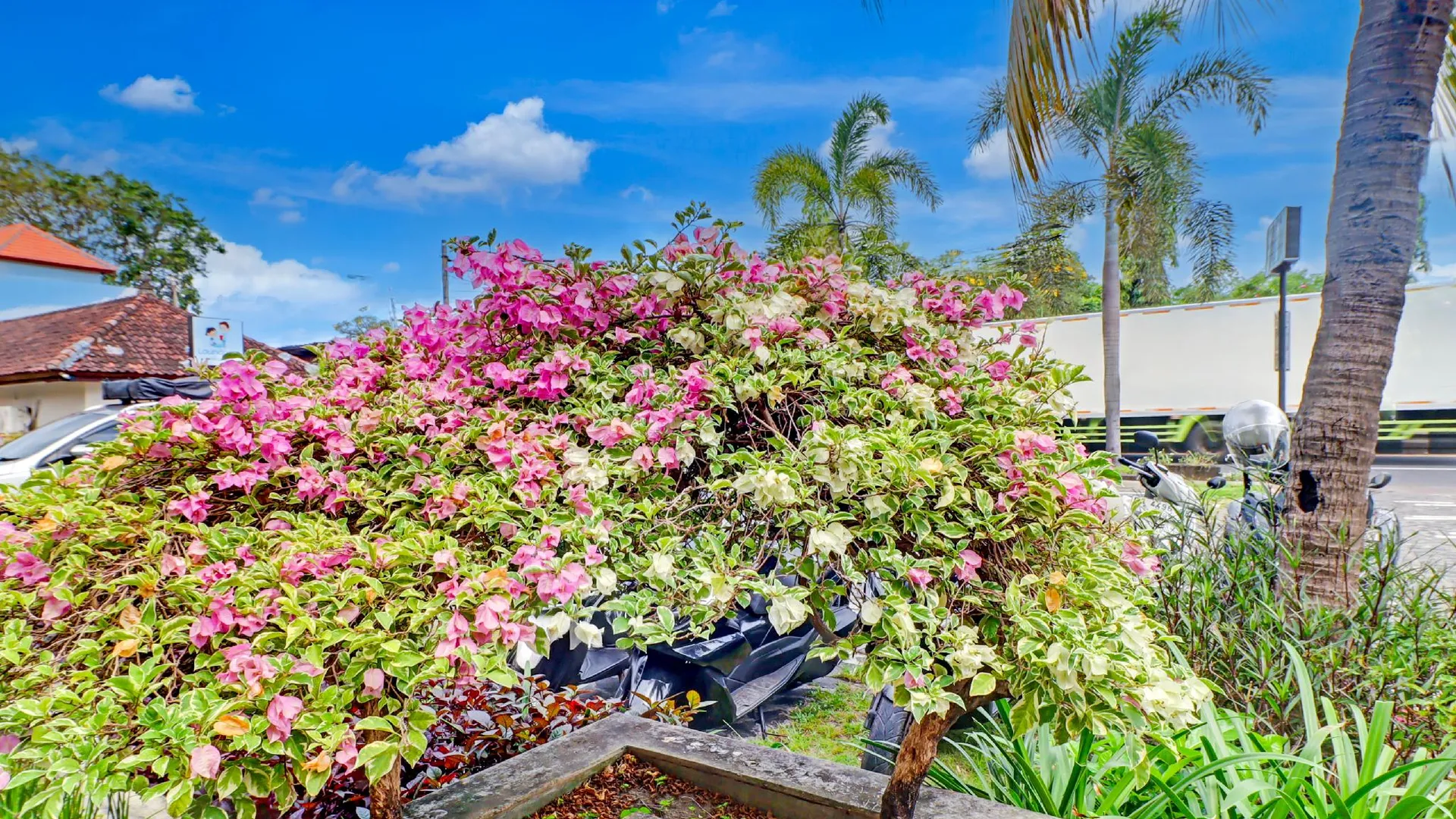 발리 컬렉션 O 발리 사누르 비치 근처 구 아카르사 트랜짓 4성급 호텔 객실