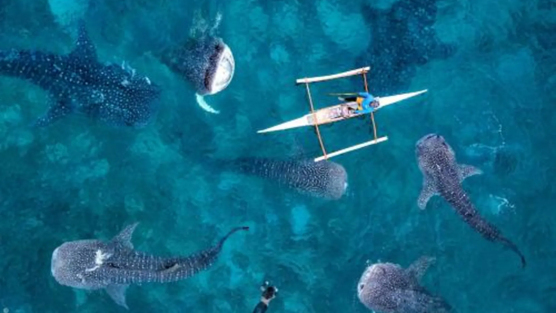 세부 샤키 호스텔 오슬롭 2성급 호텔 객실