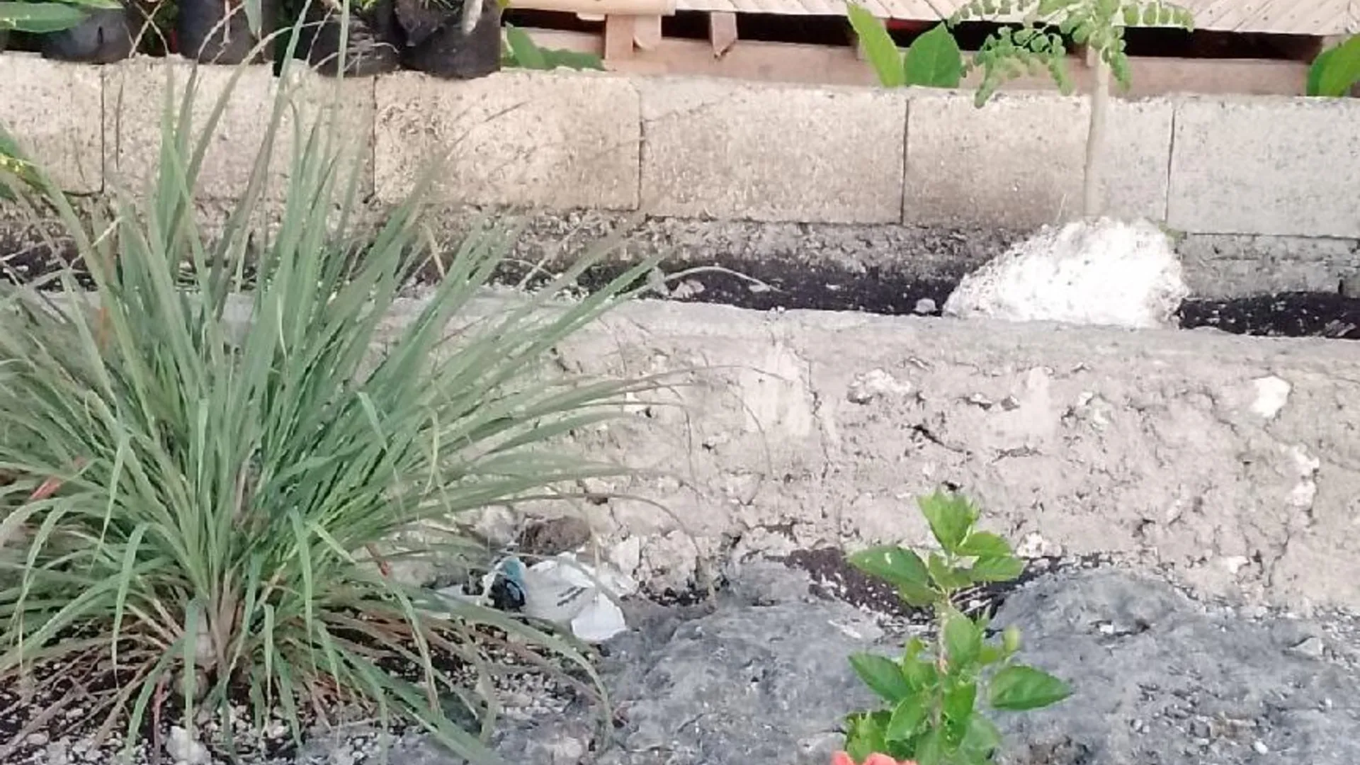 세부 산탄데르의 방갈로 (500m², 침실 1개, 프라이빗 욕실 1개) 3성급 게스트하우스 객실