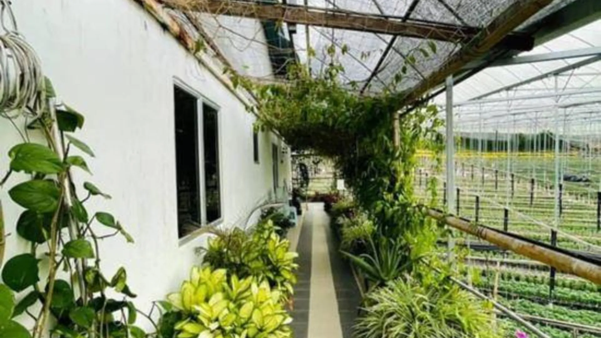 카메론 하일랜즈 Cameron Farm House 3성급 호텔 객실