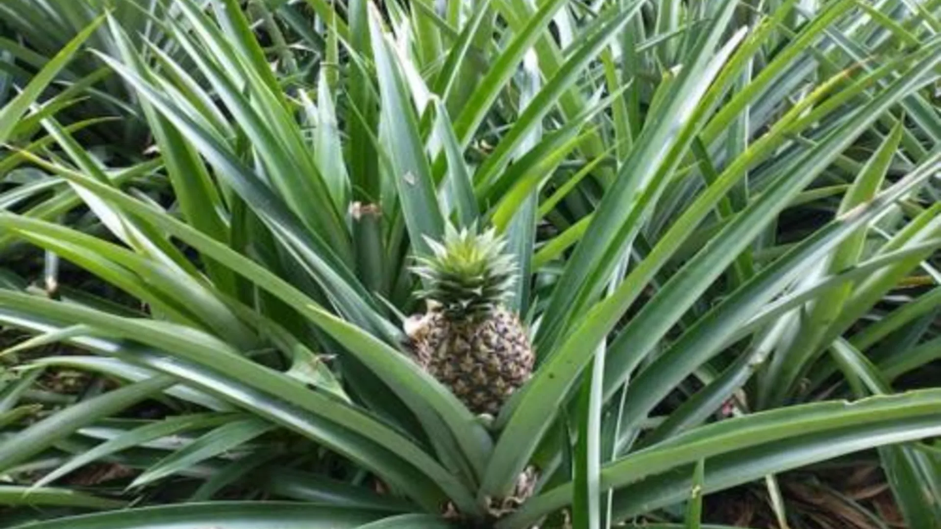 오키나와 본섬 yambaru guest house B - Vacation STAY 02756v 2성급 호텔 스위트룸