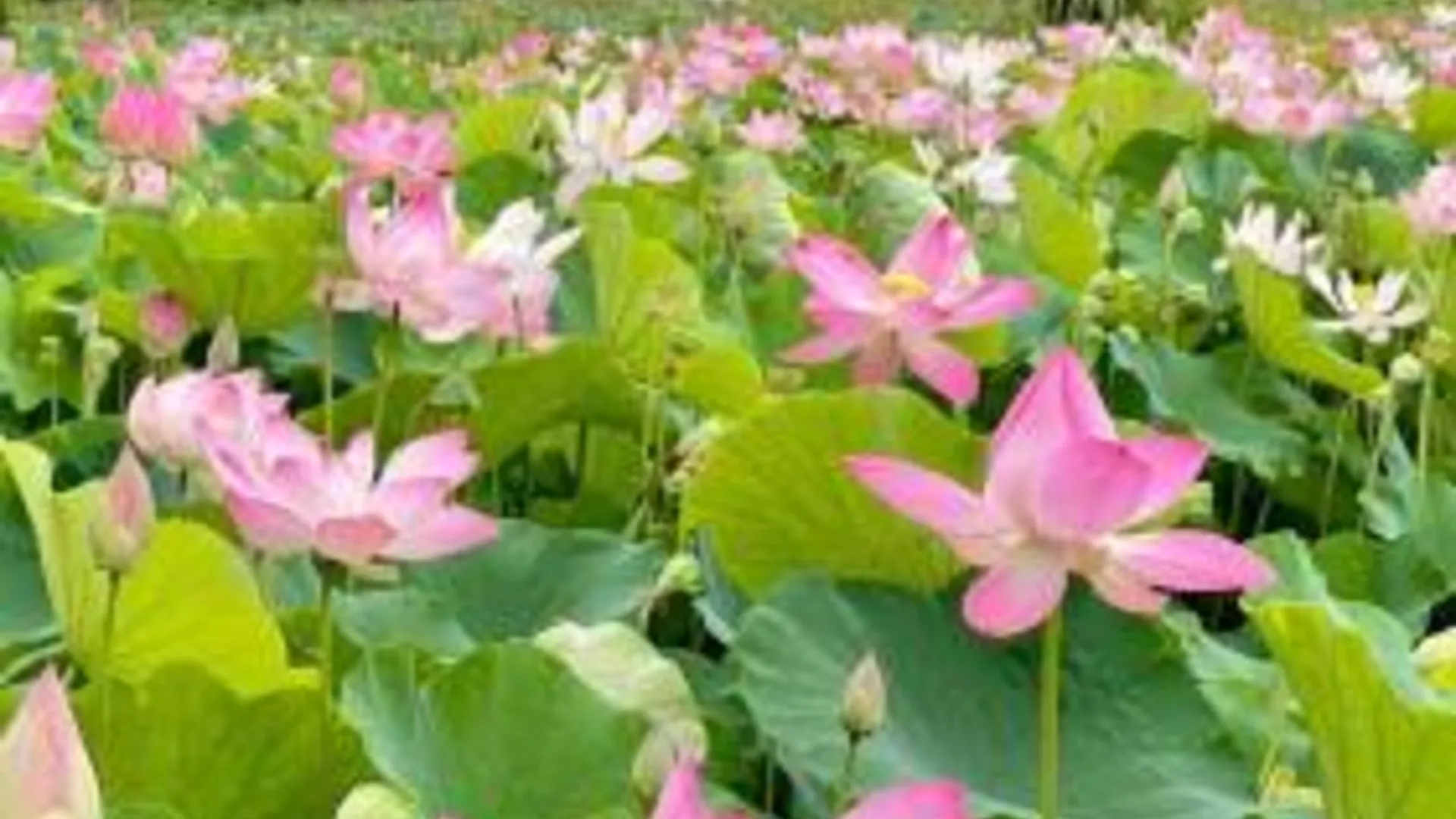 하노이 하노이 홀리데이 호텔 3성급 호텔 부대시설