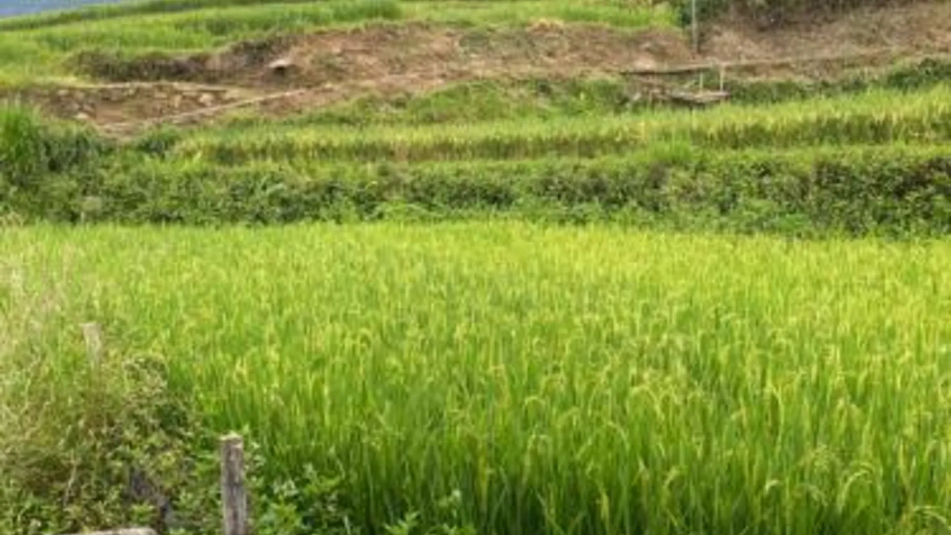 사파 Son Thoi Homestay 3성급 게스트하우스 외관