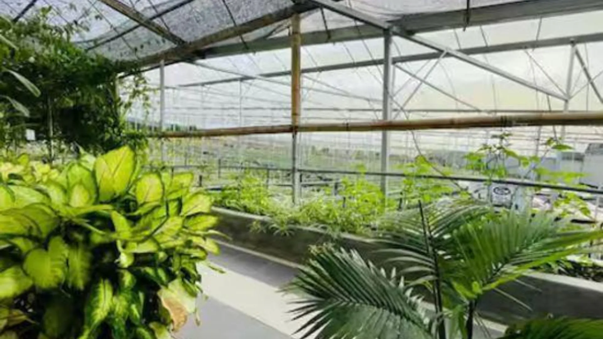 카메론 하일랜즈 Cameron Farm House 3성급 호텔 객실