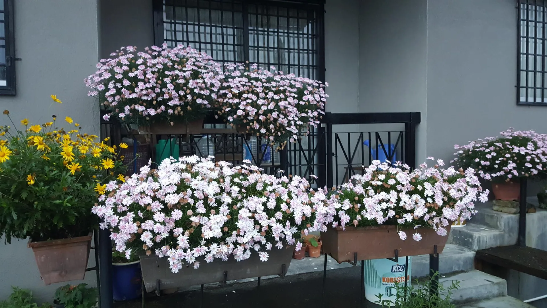 카메론 하일랜즈 KPW 앳 로얄 릴리 아파트먼트 3성급 게스트하우스 레스토랑