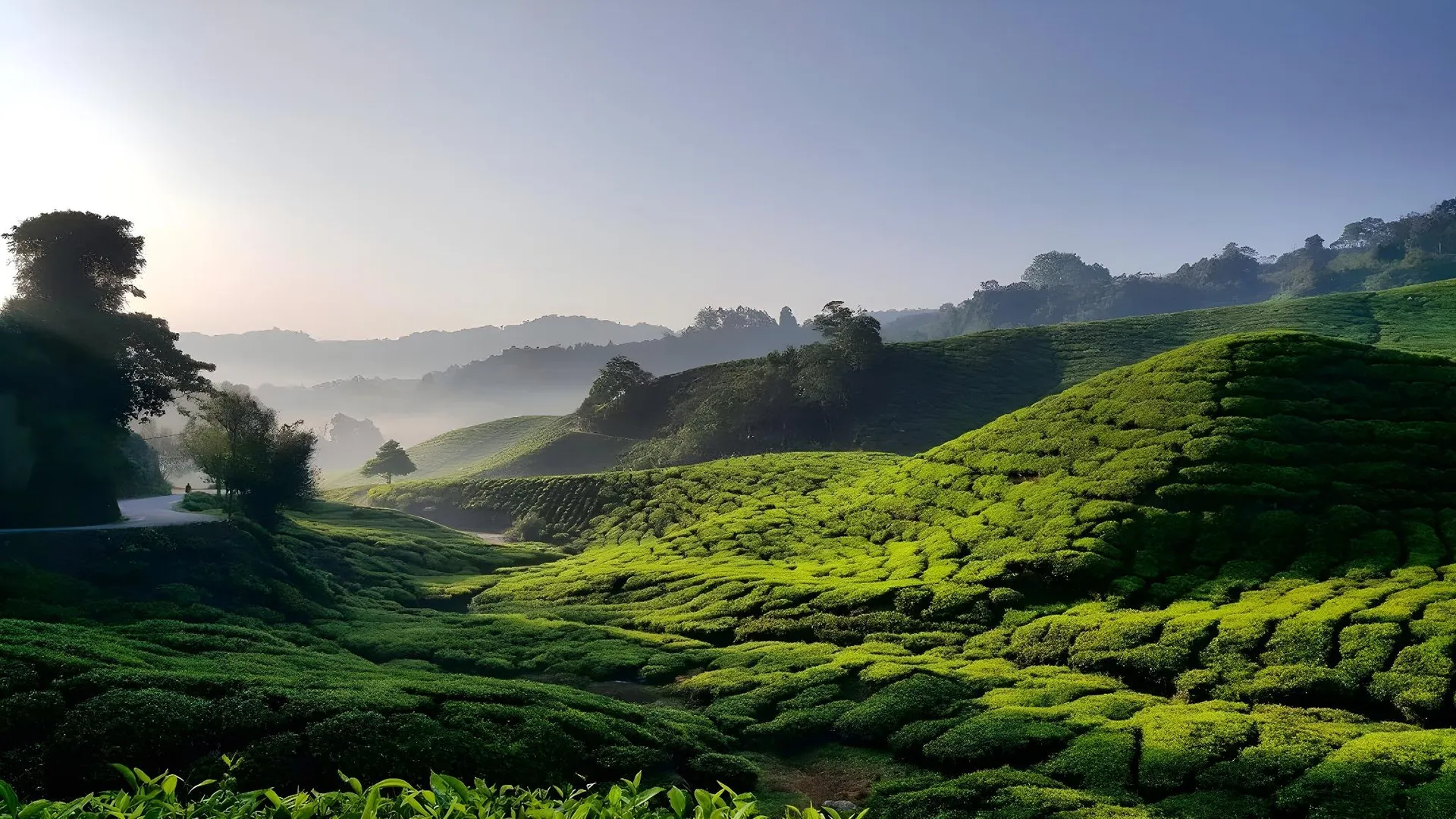 카메론 하일랜즈 KPW 앳 로얄 릴리 아파트먼트 3성급 게스트하우스 객실