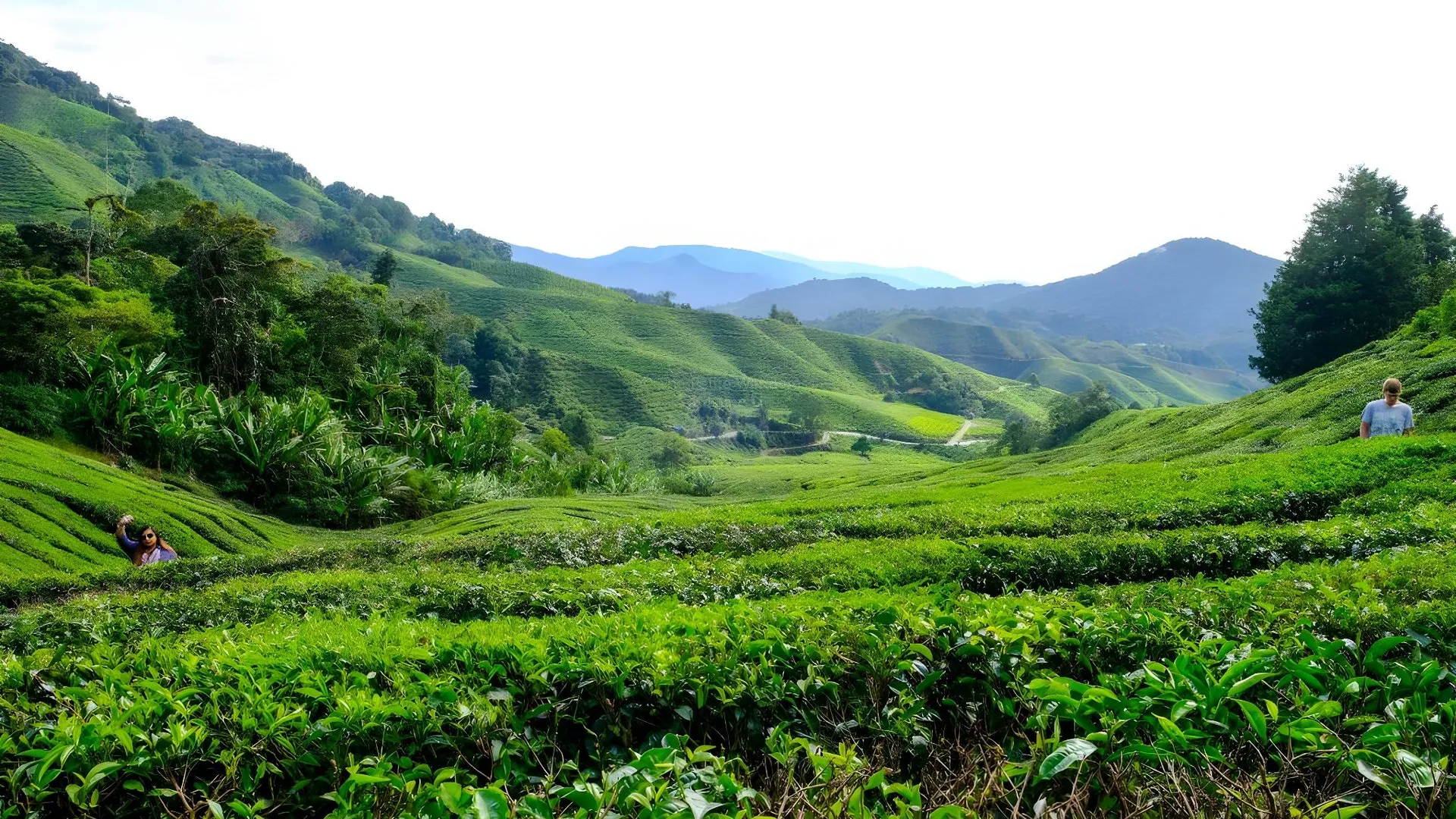 카메론 하일랜즈 타나 라타의 프라이빗 하우스 (823m², 침실 2개, 프라이빗 욕실 2개) 3성급 싱글룸 수영장